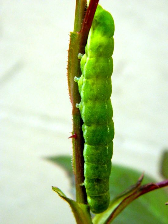 Richiesta conferma ID (Aporophyla lutulenta)